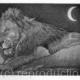 Sleeping lion | £35 | 10 x 15cm | Etching Sleeping lion