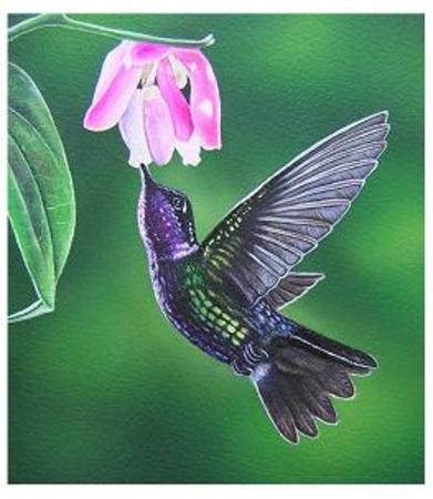 Hummingbird