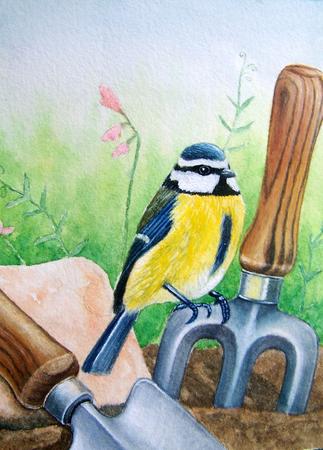 Blue Tit