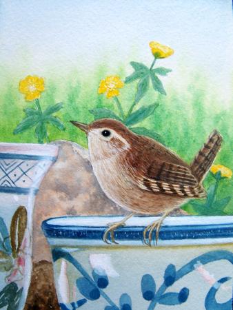 Wren
