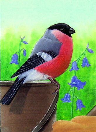 Bullfinch