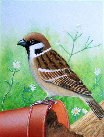 Sparrow