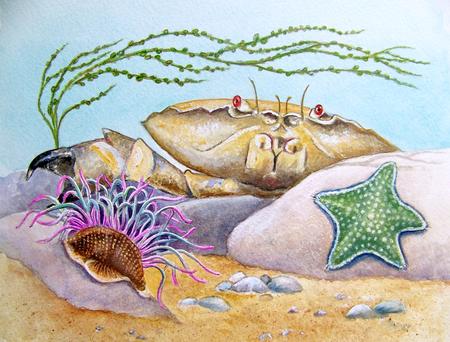 Velvet Crab