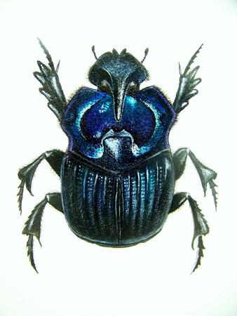 Beetle Study 2