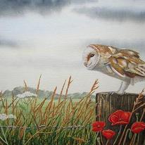 Barn Owl