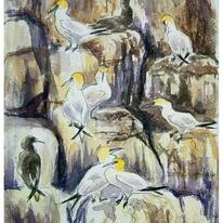 Gannets, Alderney