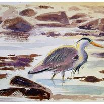 Heron Study, Alderney