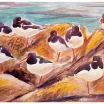 Oystercatchers, Clonque Bay, Alderney