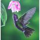 Hummingbird