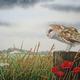 Barn Owl