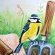 Blue Tit