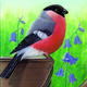 Bullfinch