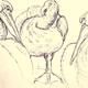 Dalmation Pelican Study