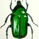 Beetle Study