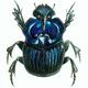 Beetle Study 2