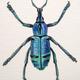 Beetle Study 3