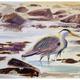 Heron Study, Alderney
