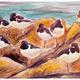 Oystercatchers, Clonque…