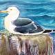 Black Backed Gull
