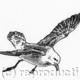 Fulmar