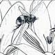 Pollination