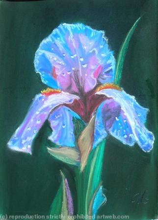 Iris