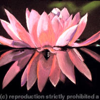 Beauty Reflected