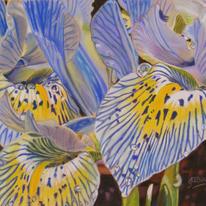 Irises after the rain