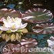 pond princess