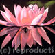 Beauty Reflected