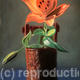 Lily in Iron