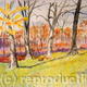 Winter Woodland