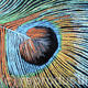 Eye of the Feather