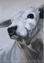 White Park Bull For Sale