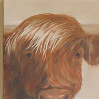 Highland Cow, Head