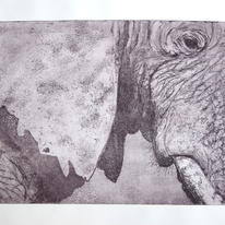 Elephant Eye