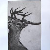 Stag