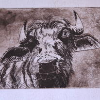 Water Buffalo 20 x 13