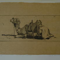 Resting Camel 27 x 11
