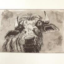 Water Buffalo