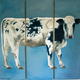 Normande Cow