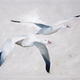 Snow Geese