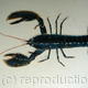 Welsh Lobster