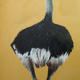 Ostrich
