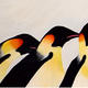 Queuing Emperor Penguins