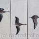Pink Footed Geese