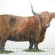 Highland Cow