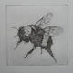 Bumble Bee
