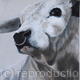 White Park Bull For Sale
