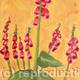 Foxglove in my garden